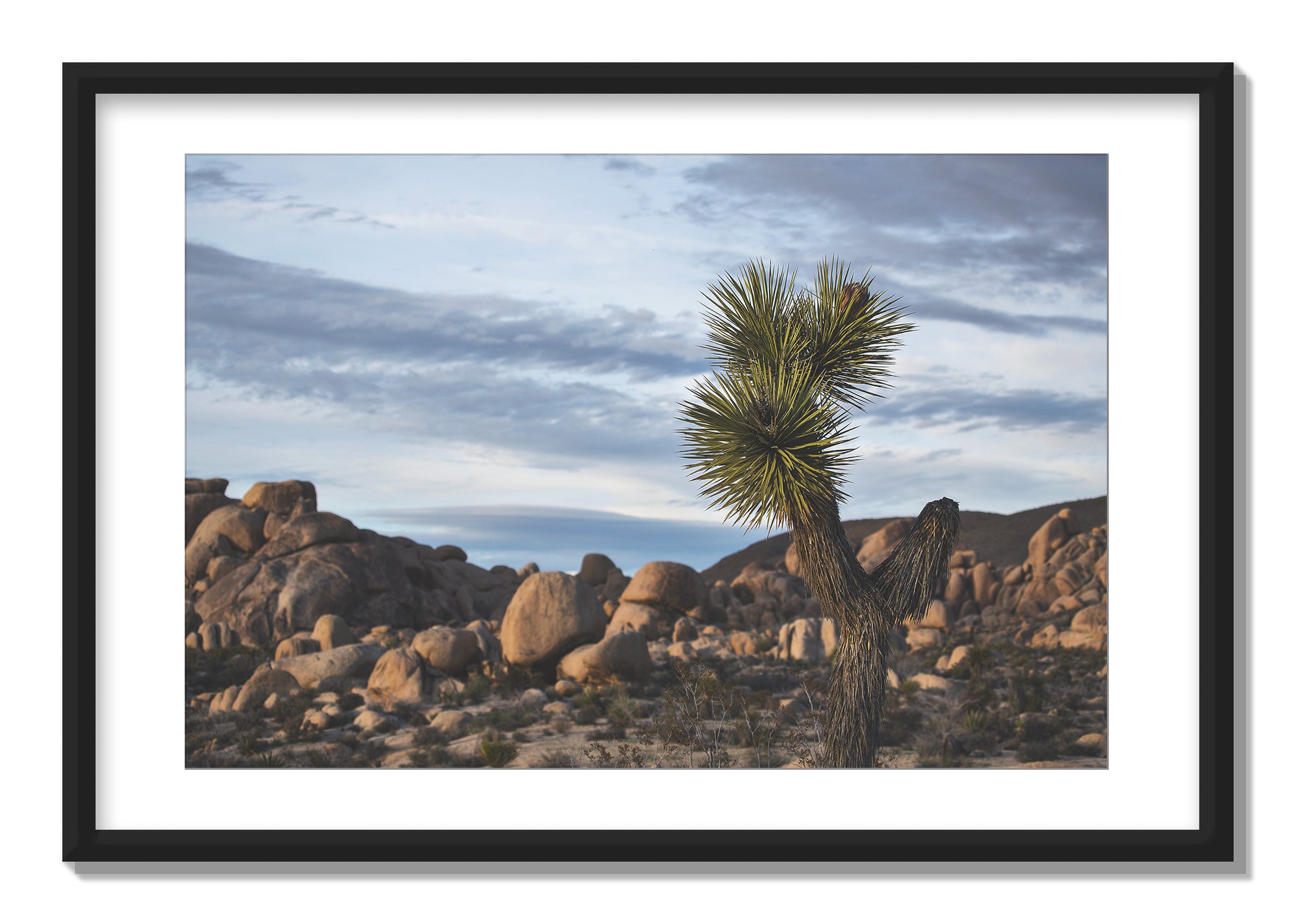 Joshua Tree