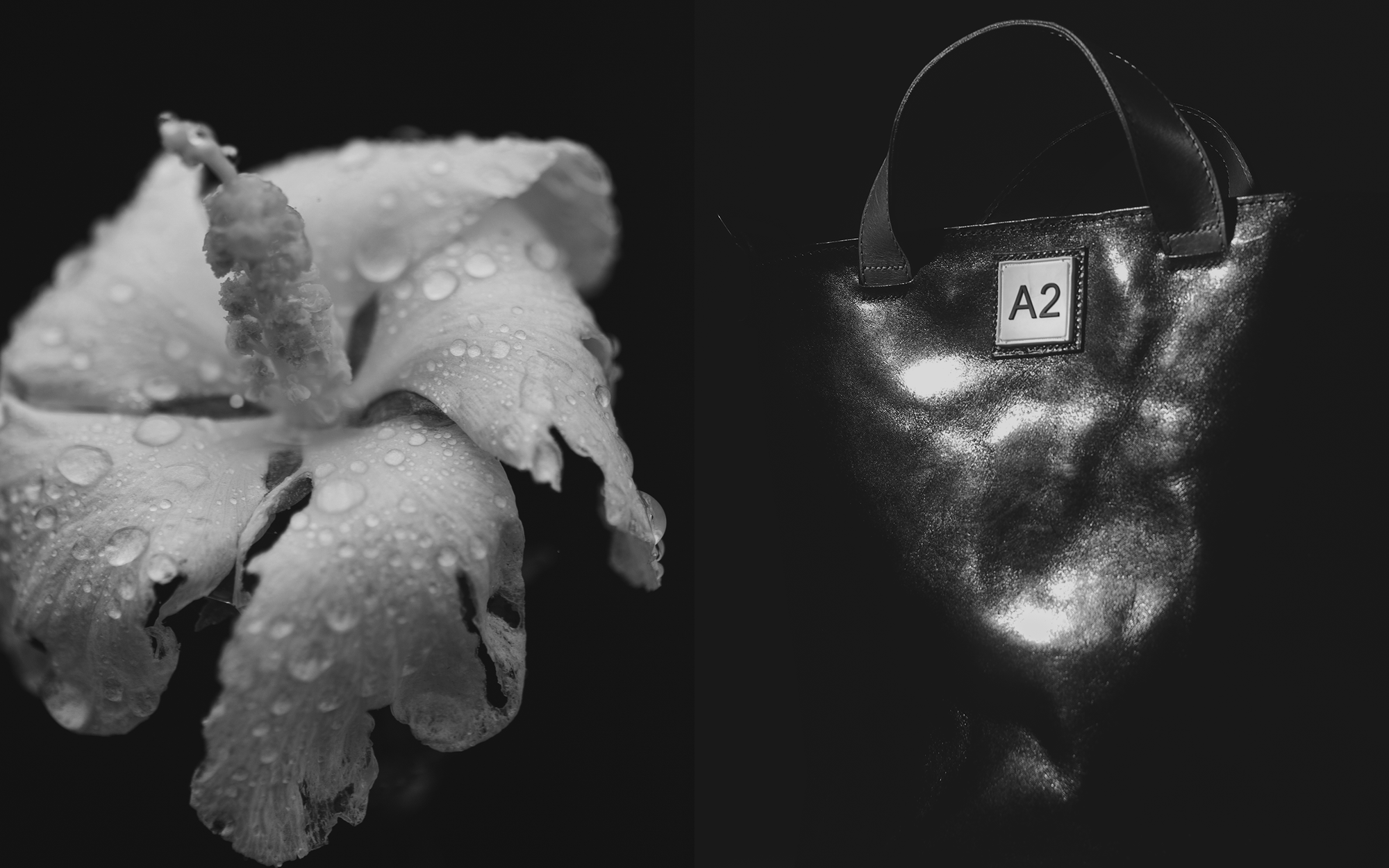 Collection Image
