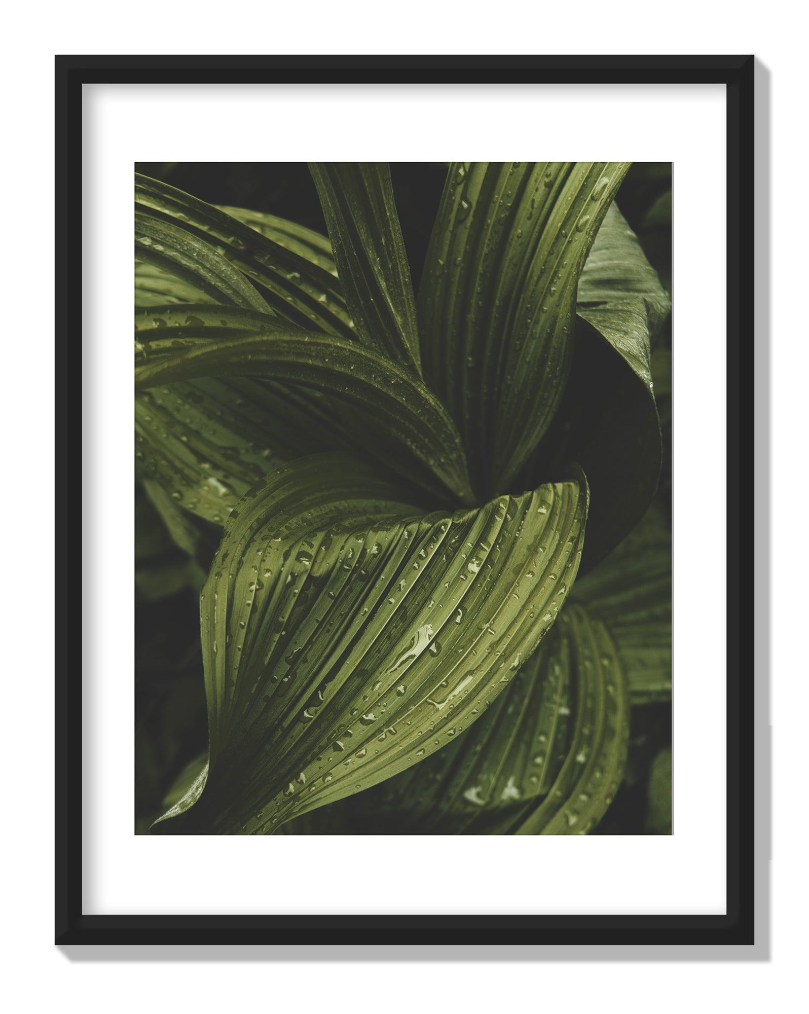 Leaf